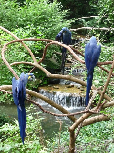 Hyacinth Macaws.JPG